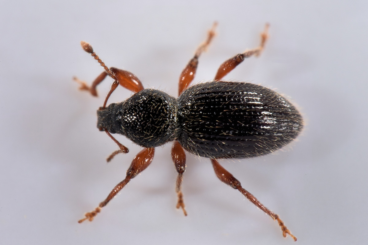 Curculionidae: Exomias pellucidus pellucidus